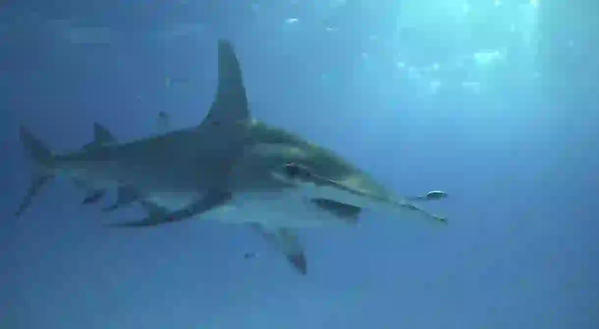 A Great Hammerhead shark swims close to the surface in Bimini, Bahamas.