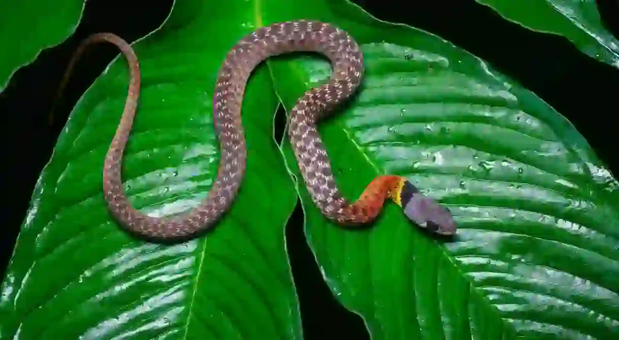 The red-necked keelback is easily spotted and is the most common snake sighted by hikers in the Hong Kong hills.