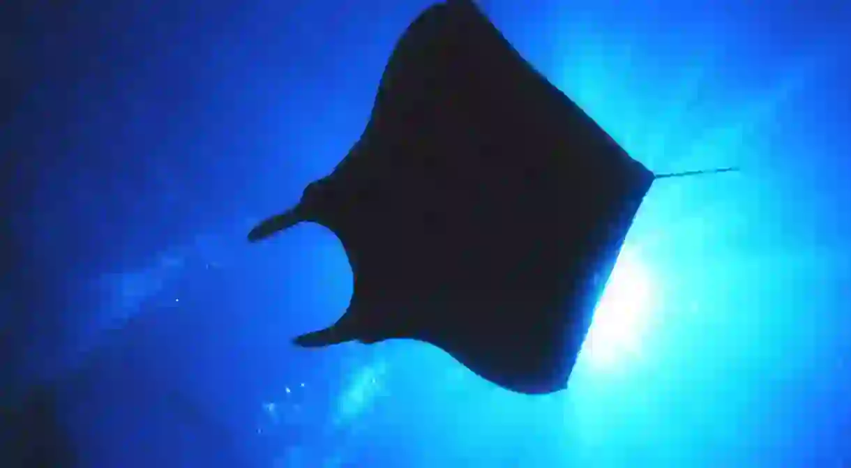 A manta ray at the Flower Garden Banks National Marine Sanctuary.