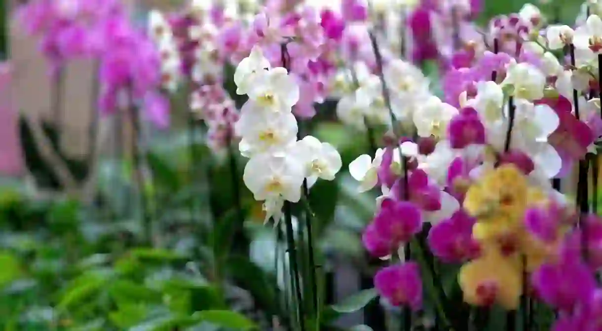 Orchid garden