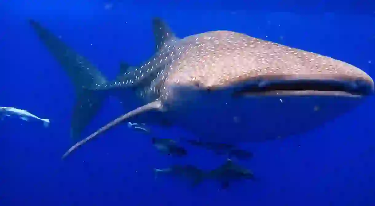 Large numbers of whale sharks have been sighted in waters off Nosy-Be