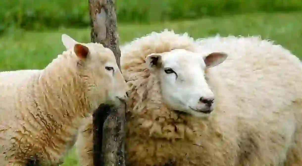 Urban sheep farming in Paris