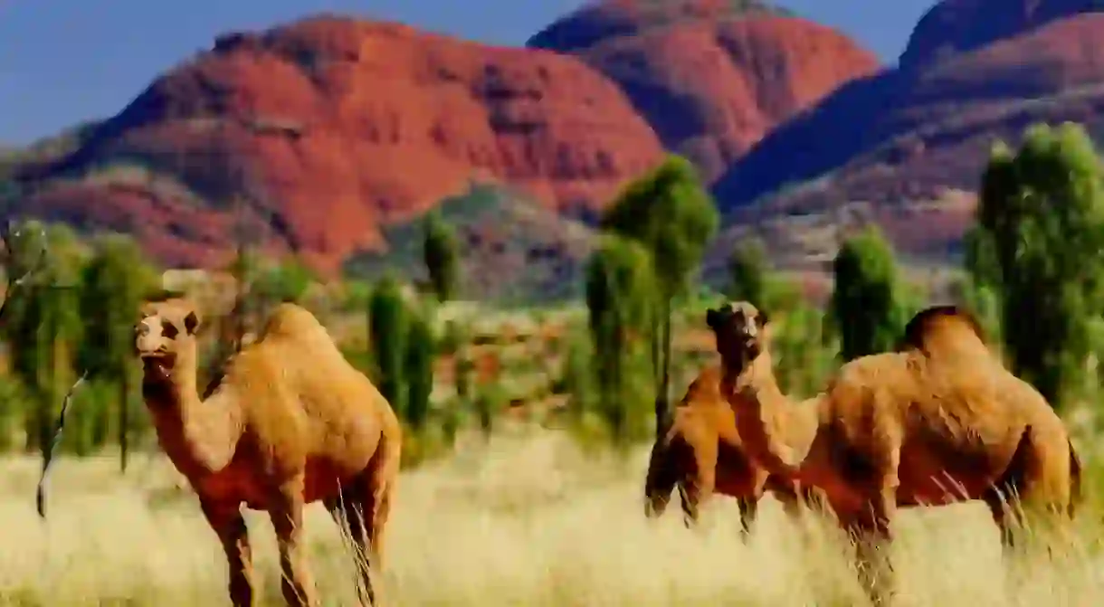 Camels roaming the outback in Australia