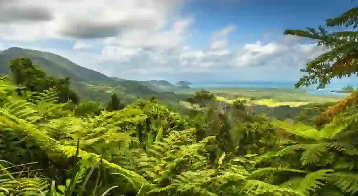 Daintree Rainforest