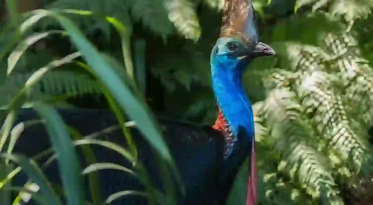 Southern cassowary at Daintree National Park