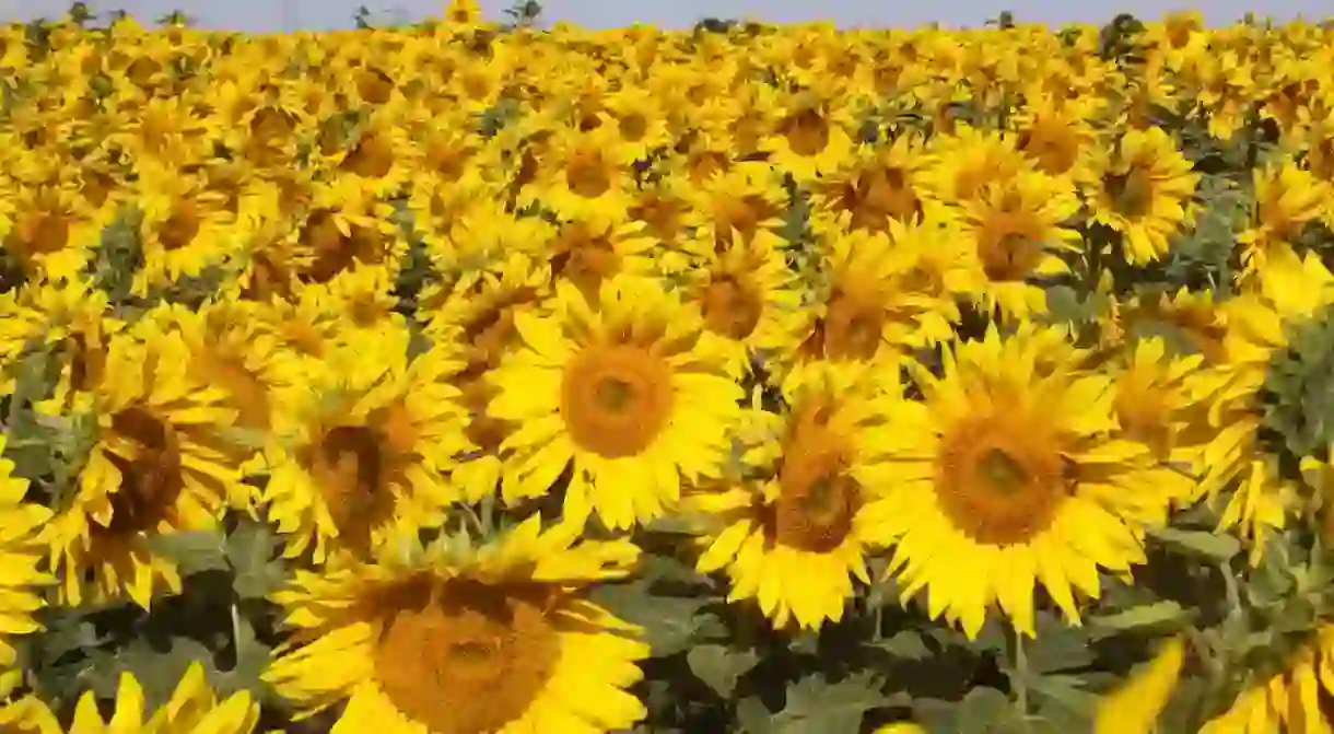 Sunflower fields