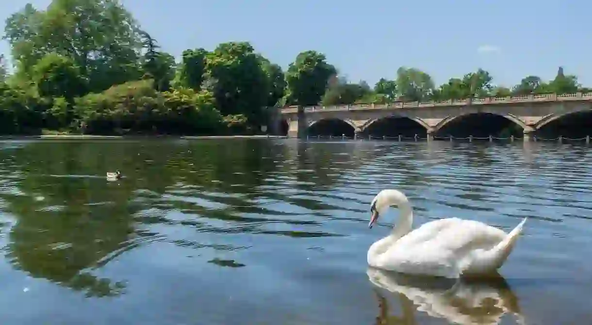 A swan in Hyde Park, London