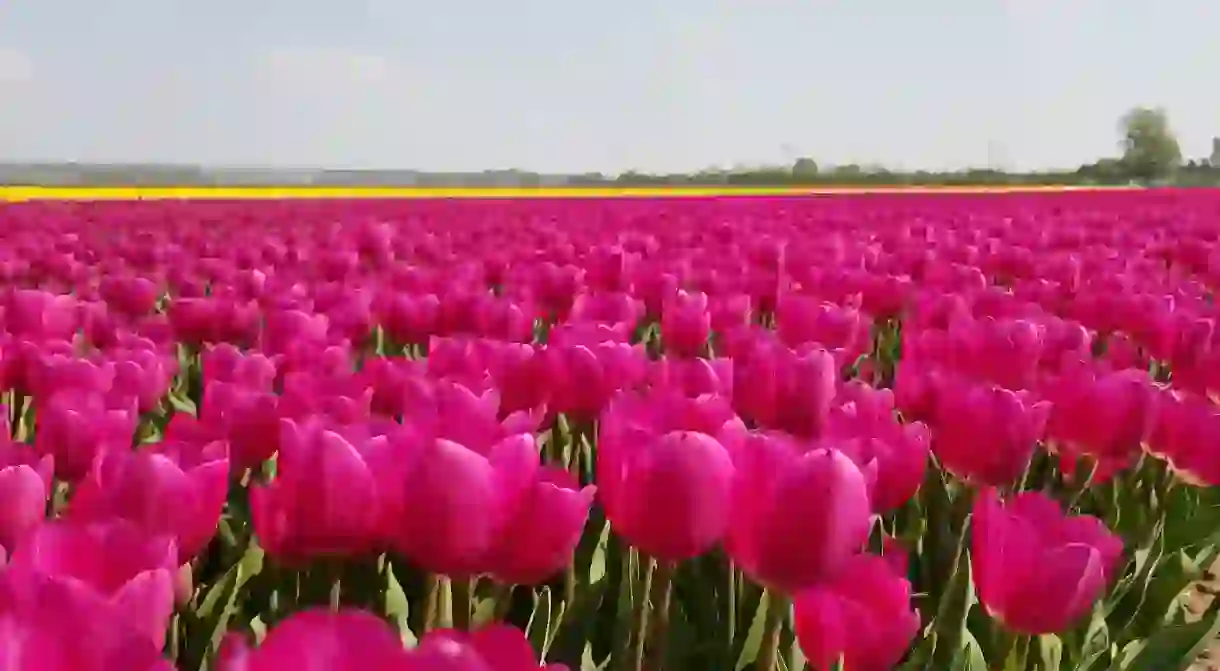 A tulip field in the Netherlands