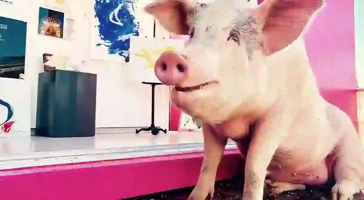 Pigcasso, the worlds most famous, if not only, painting pig