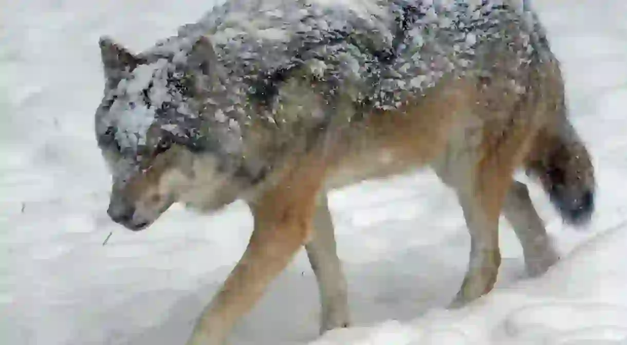 Numbers of Eurasian Grey Wolves are increasing in Finland