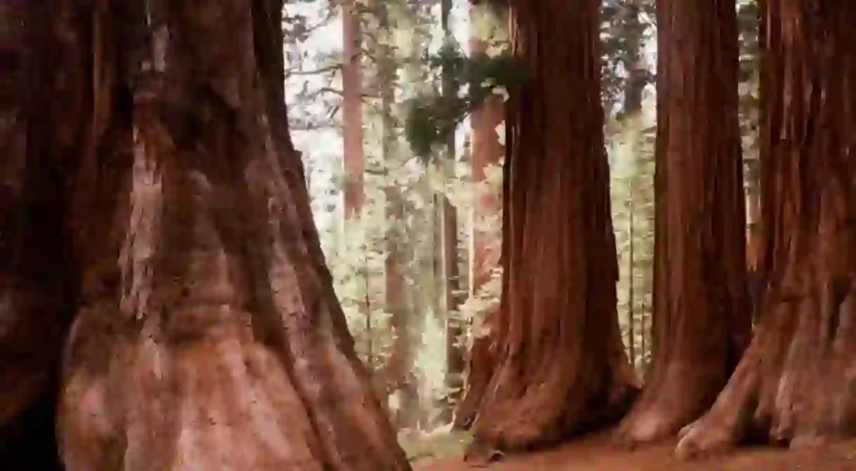 Mariposa Grove contains over 500 giant sequoias.
