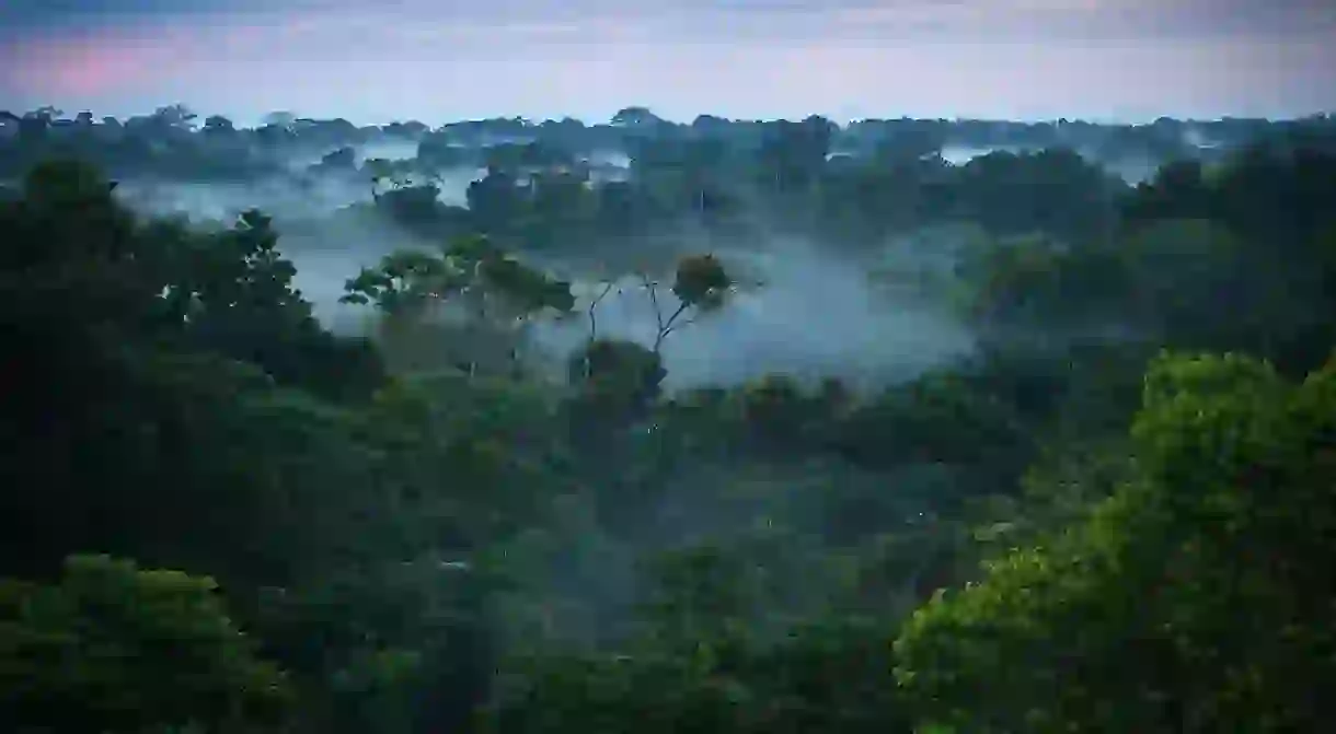 The Amazon rainforest is home to some of the worlds most complex and fascinating ecosystems