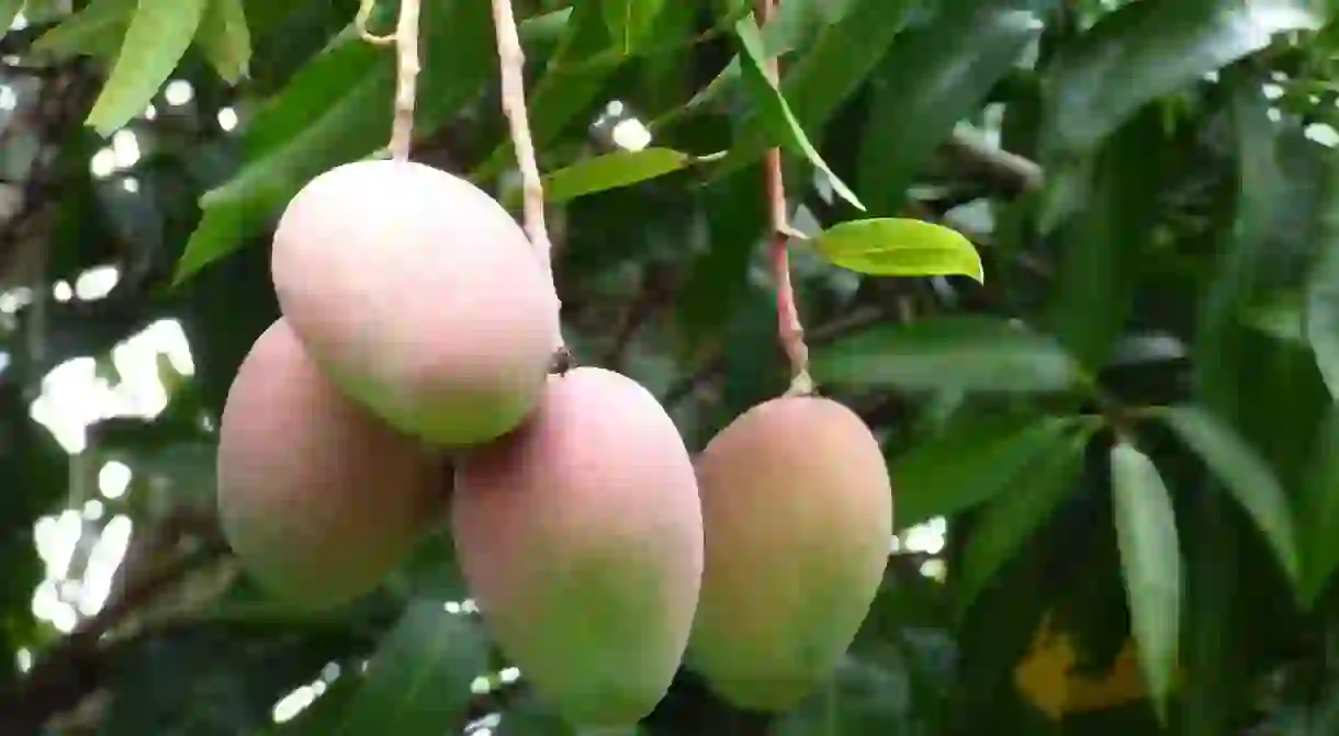 Mango tree in Hawaii