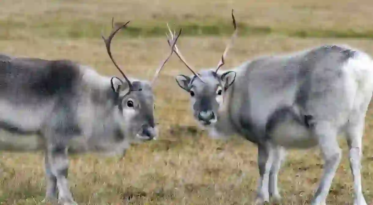 Reindeer grazing in Norway