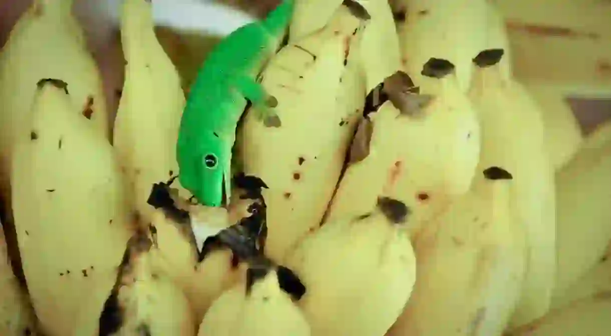 A gecko eating a Madagascan banana