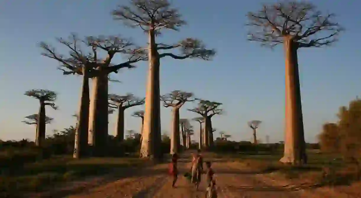 The Avenue of Baobabs in Madagascar