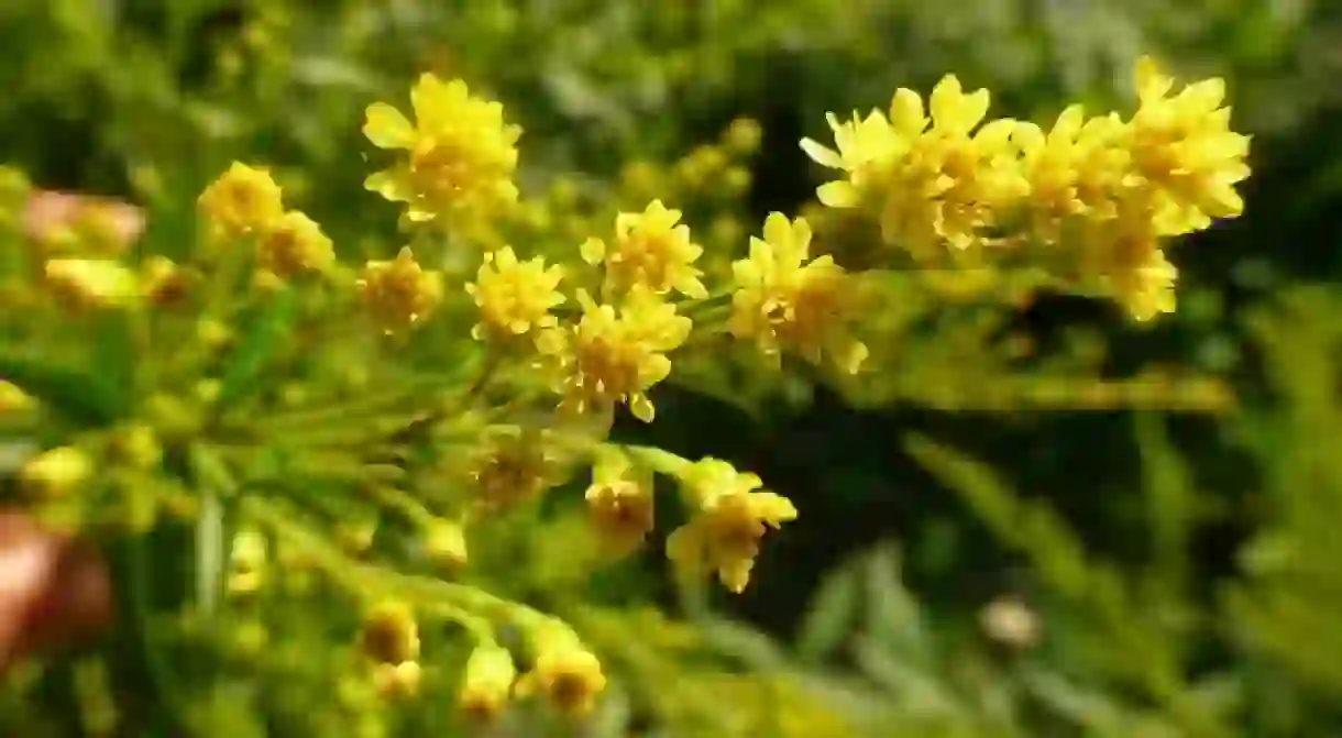 A citronella plant