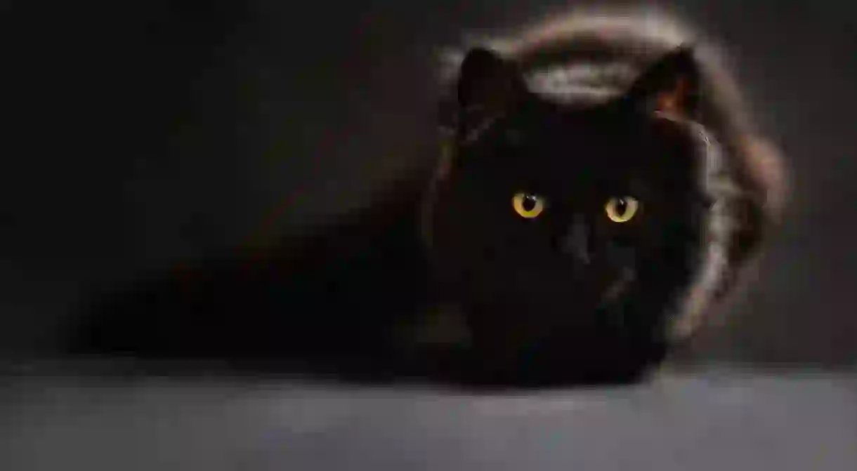 A black cat