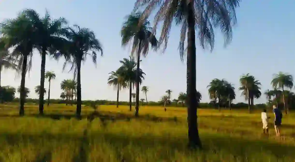 Rice fields in Basse-Casamance