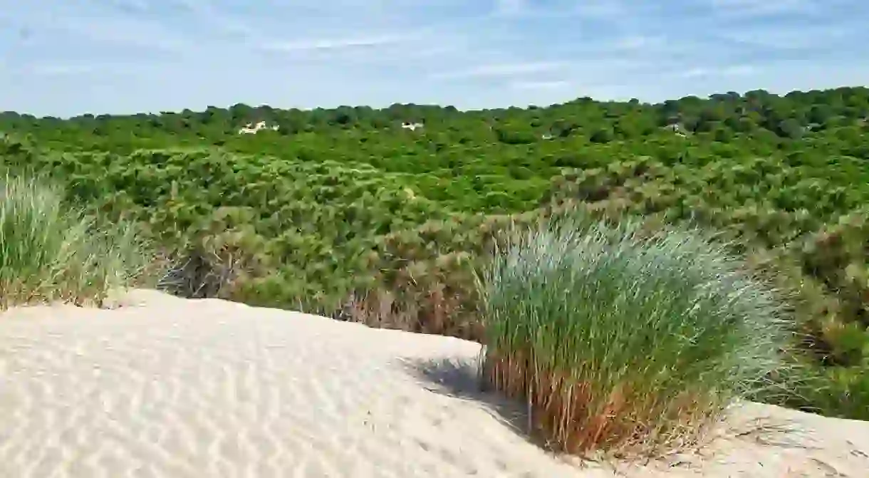 Southern Spains Doñana natural park