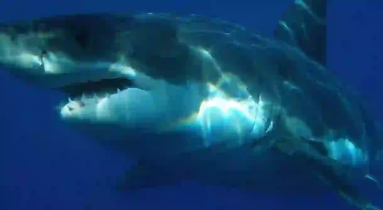 Adult great white sharks have about 300 serrated teeth.