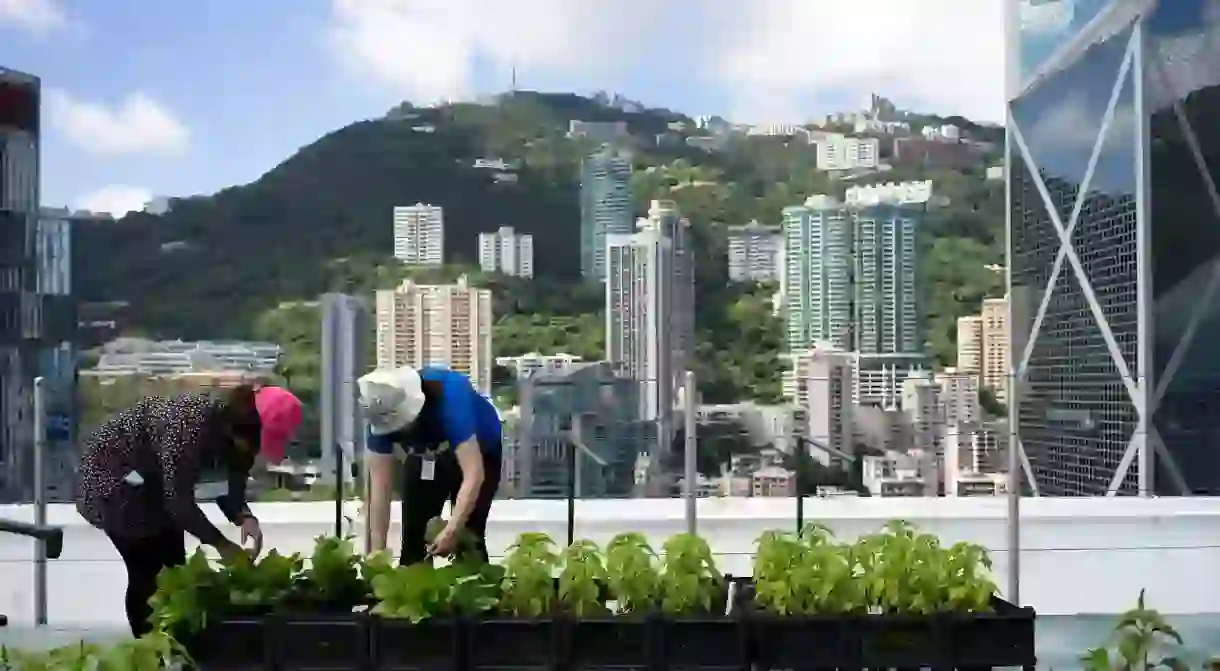 The number of rooftop farms in Hong Kong continues to increase