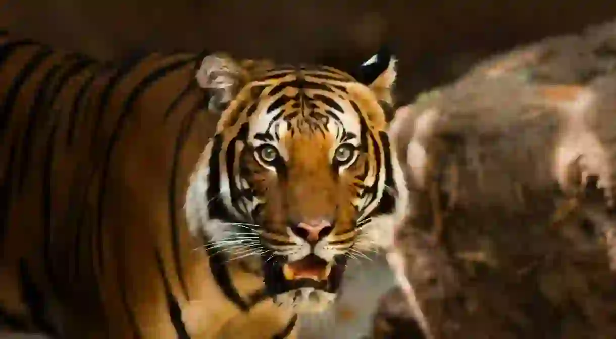 Tiger at zoo