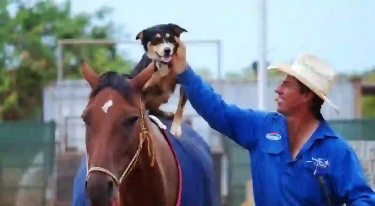 Tom Curtain with Lucy and Rhapsody at Katherine Outback Experience