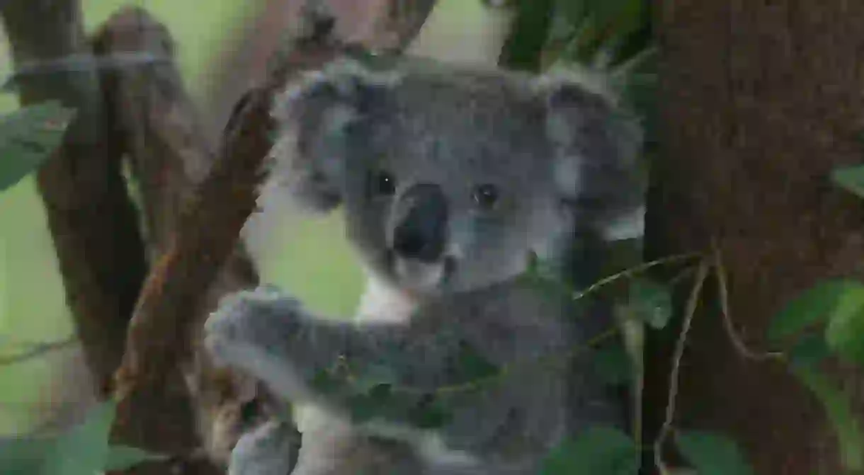 Koala recuperating at the Koala Hospital in Port Macquarie