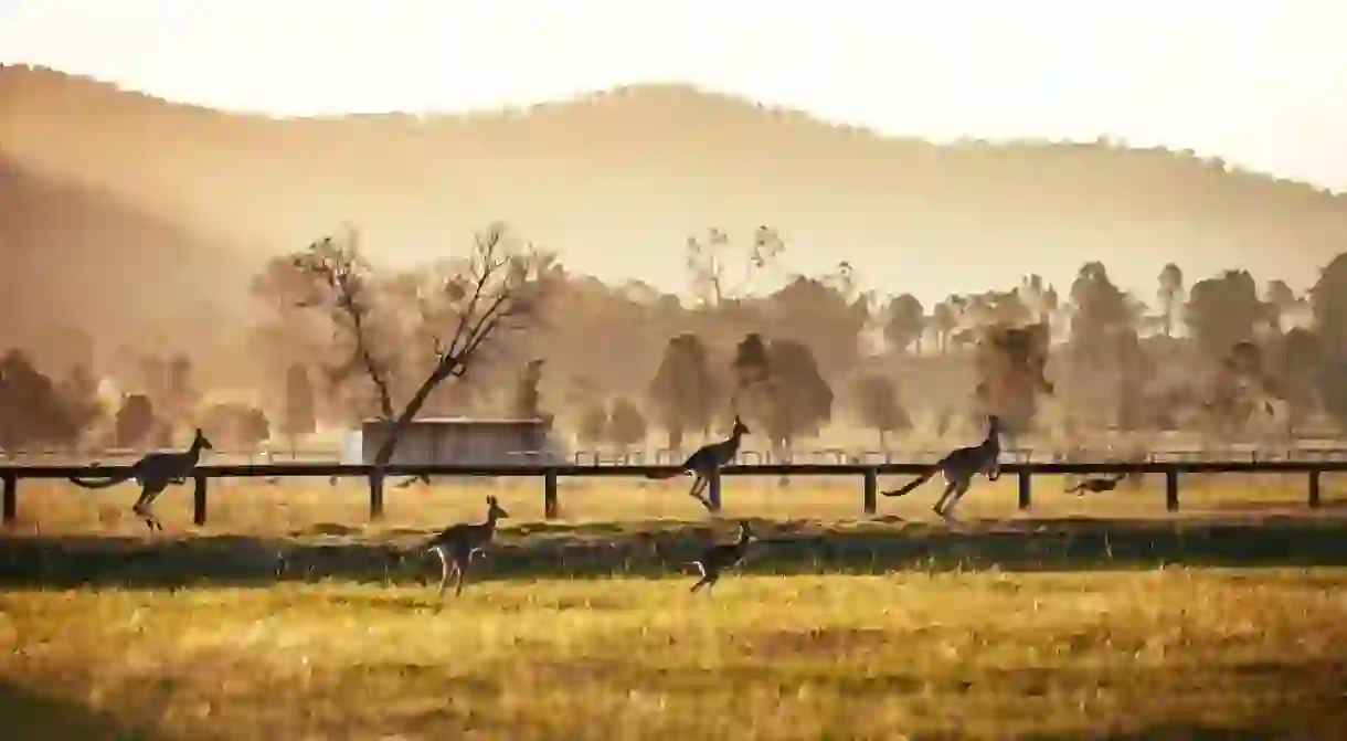 Kangaroos enjoying the scenery in the Hunter Valley.