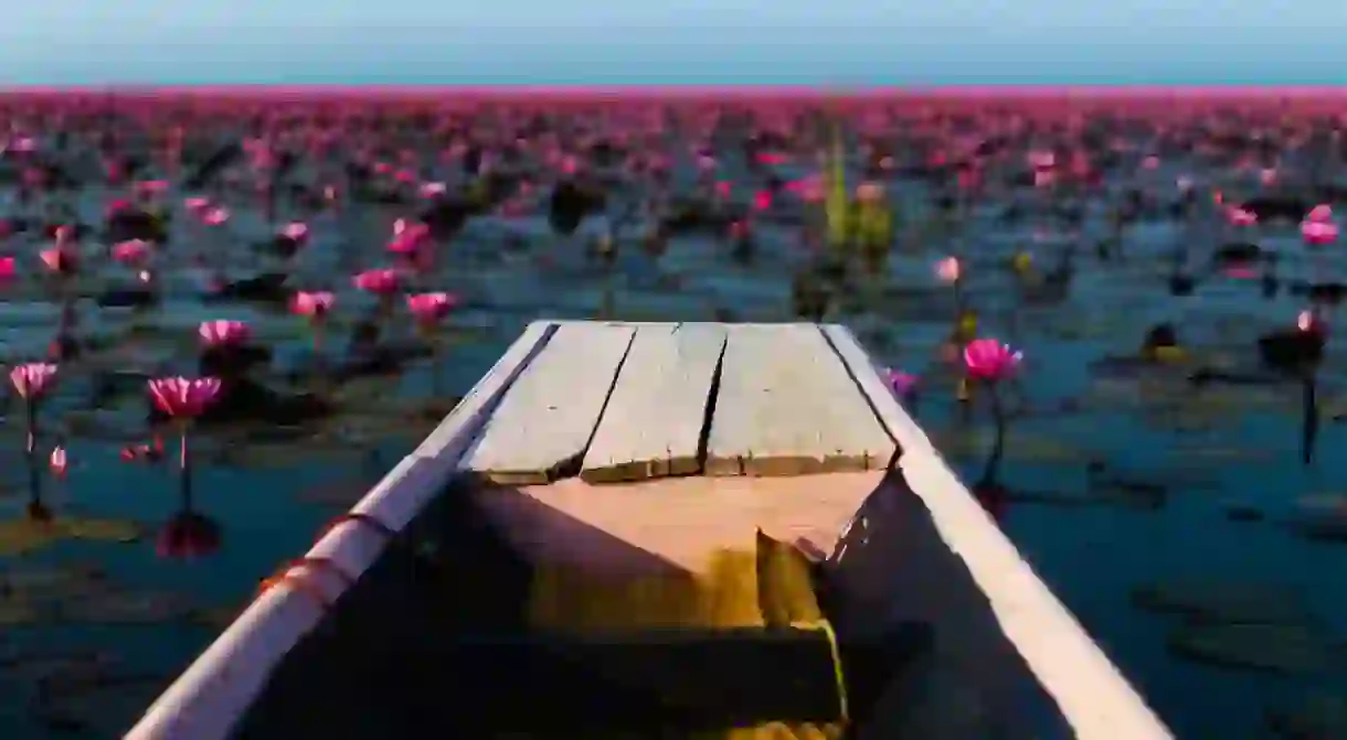 Sea of red lotus, Thailand