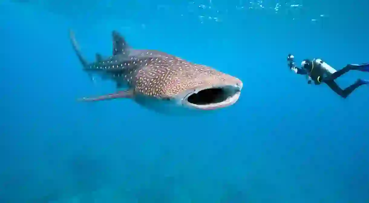 Swimming with whale sharks