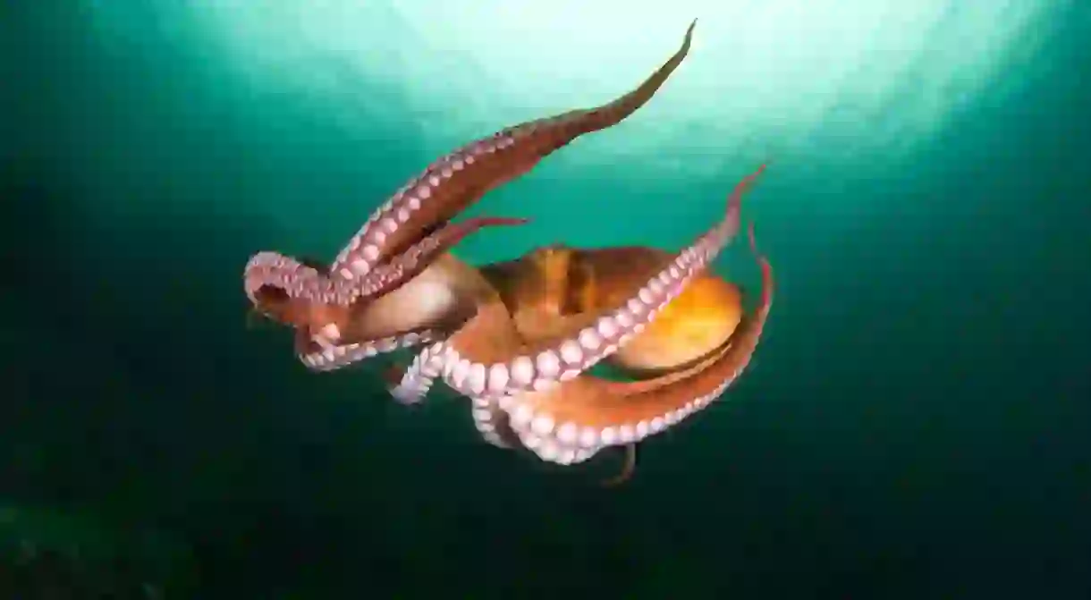 A giant octopus