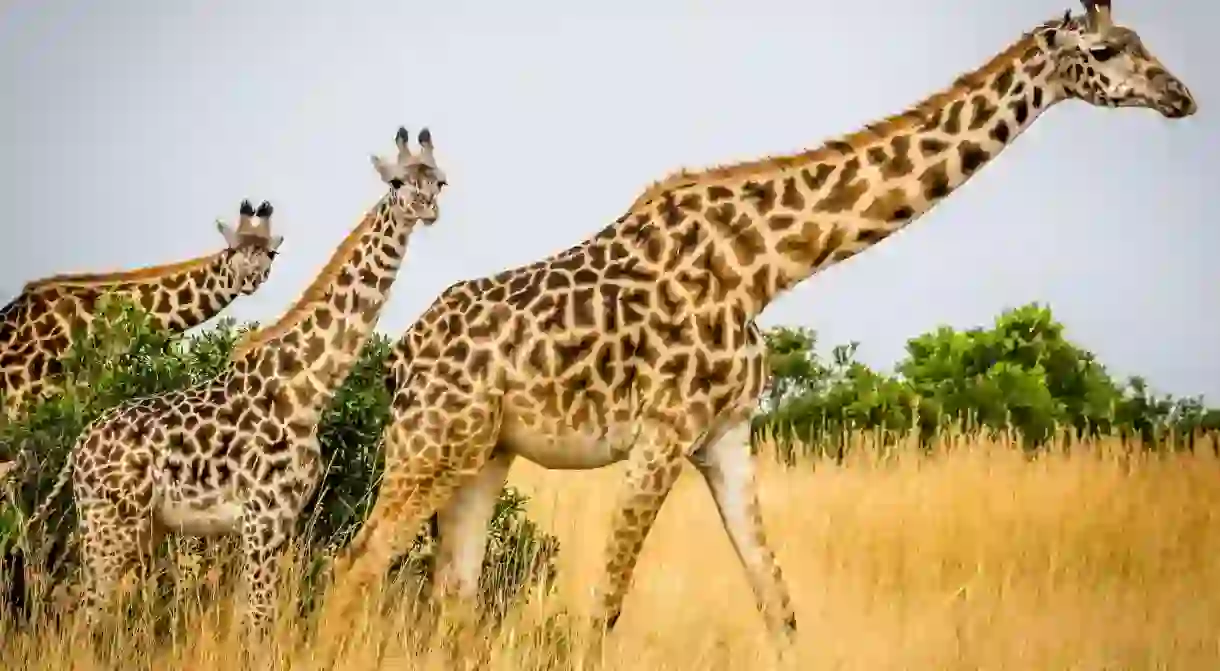 Giraffes