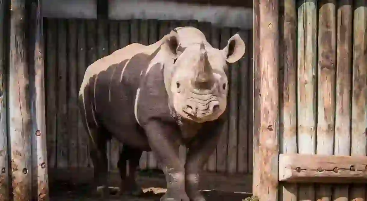 One of six rhinos to be reintroduced to Chad, May 2018