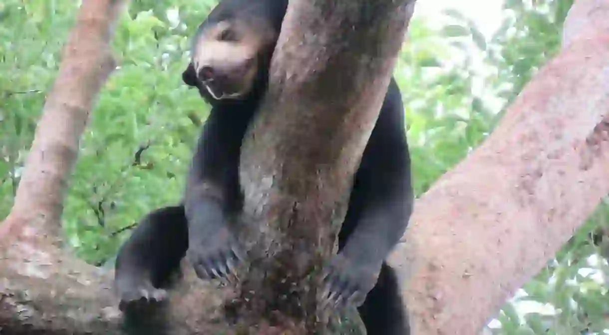 You can help sun bears as part of Phnom Penhs volunteer options.