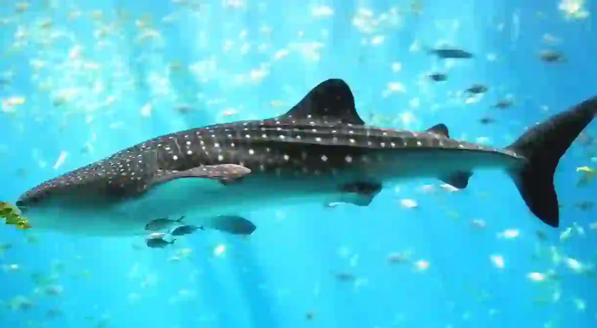 Majestic whale shark