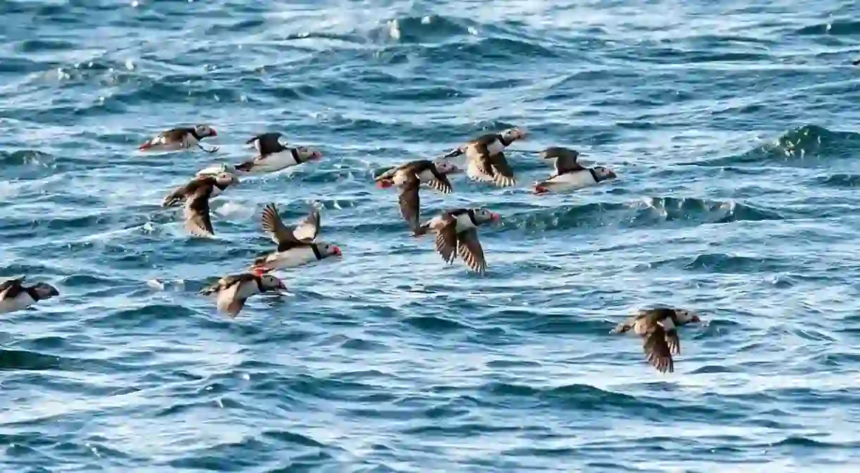 You can go on a puffin safari in Andøya