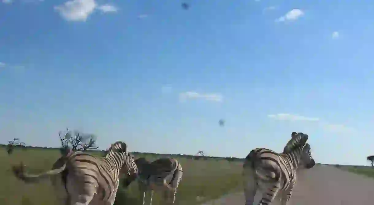 Zebras in the Etosha national park.