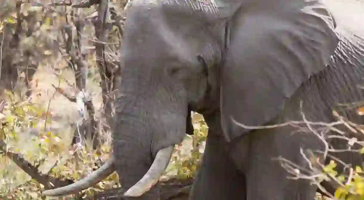 Interact with the mighty elephants of the Okavango Delta