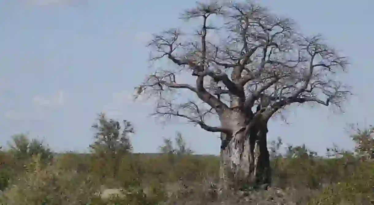 Baobab tree