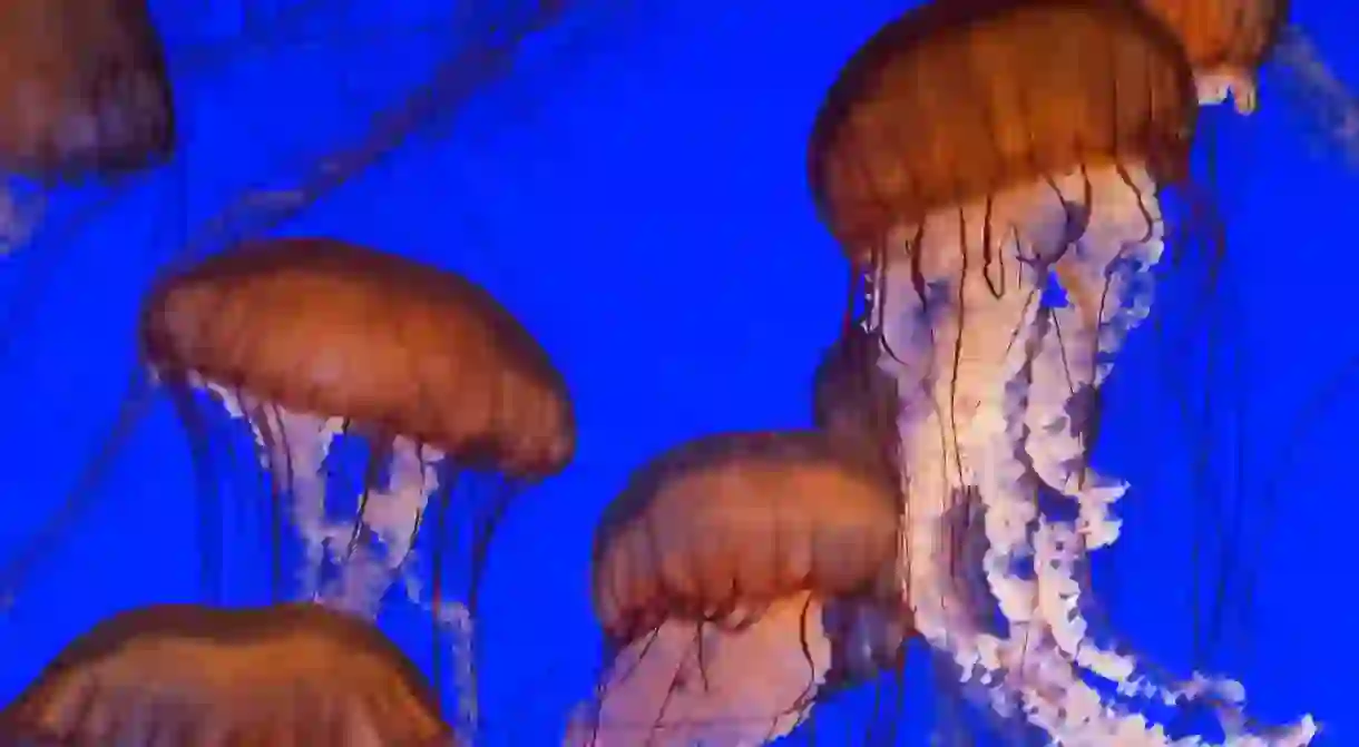 Jellyfish