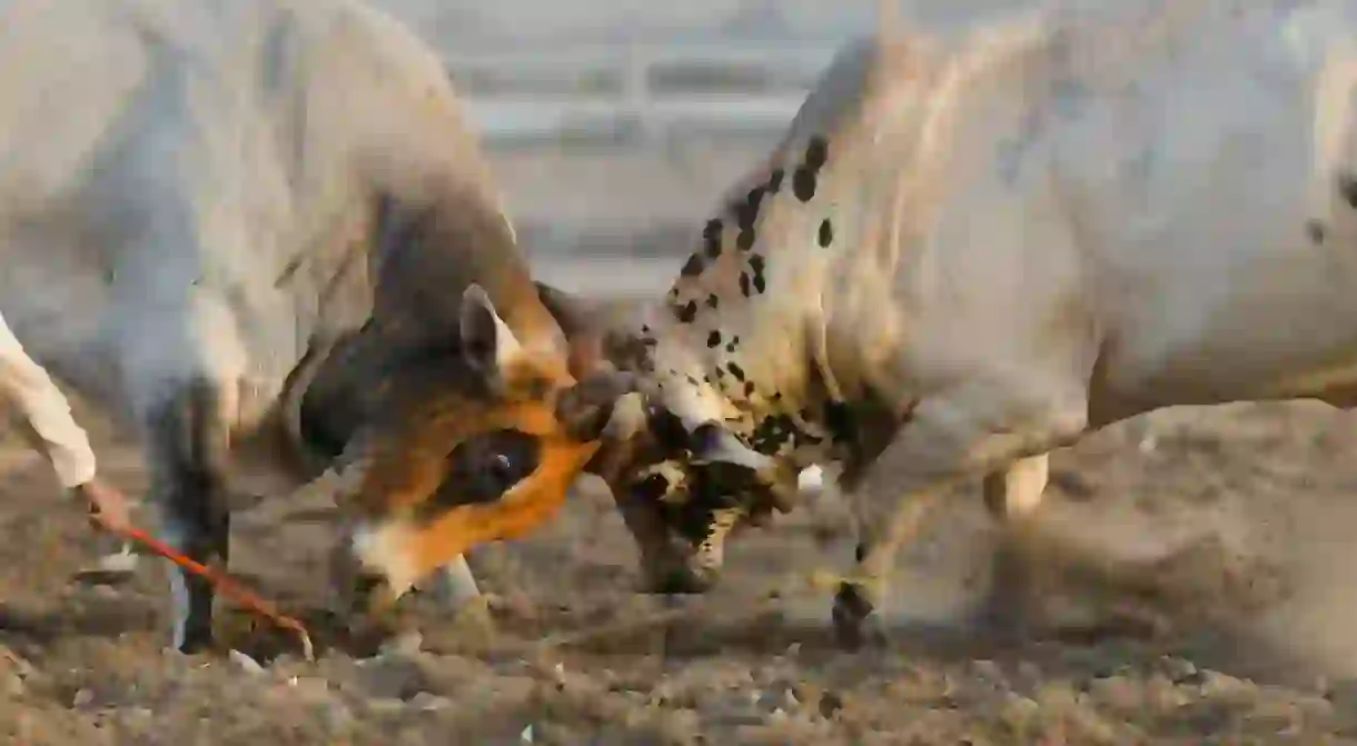 Two bulls lock horns at the Oman Bull fighting event held at Barka arena near Muscat.