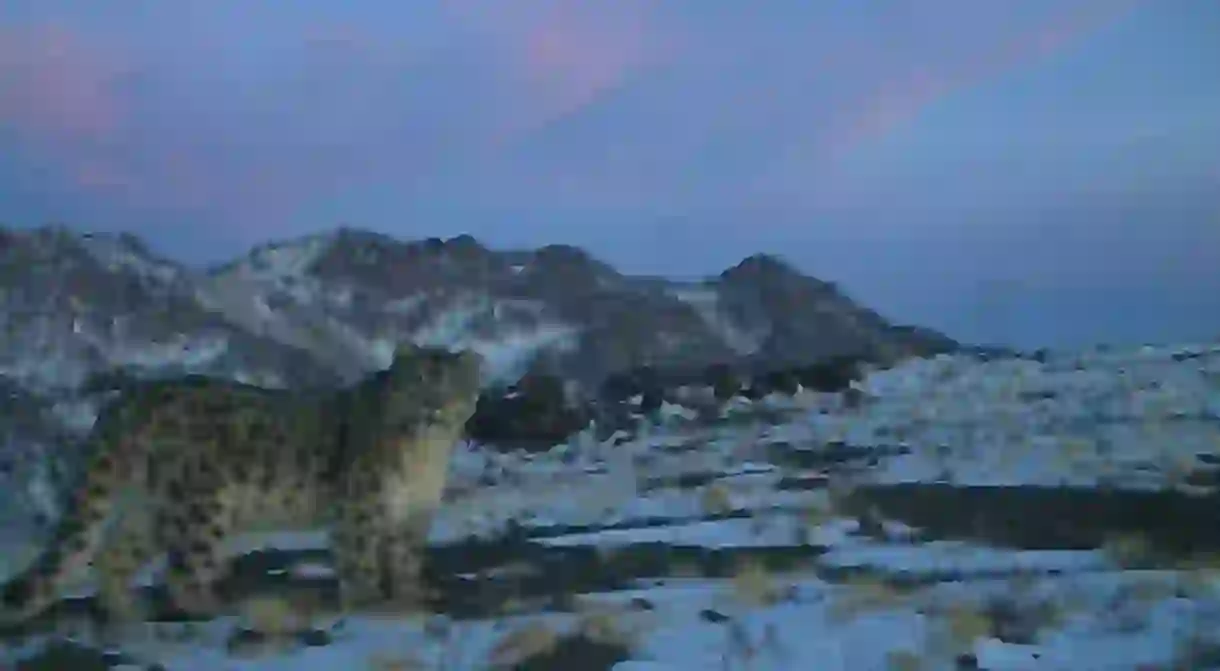 A wild Snow Leopard in Mongolia