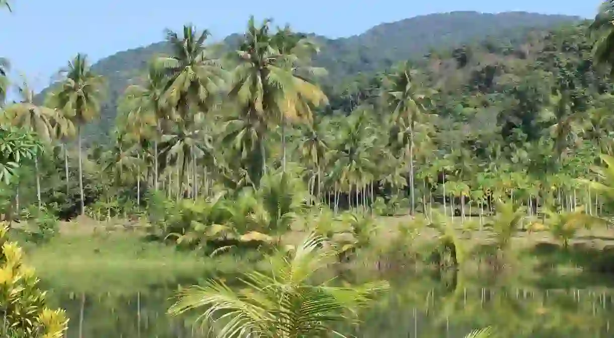 Dense Amazon jungle