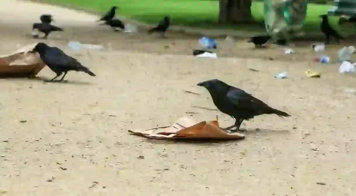 Crows are being trained to collect litter