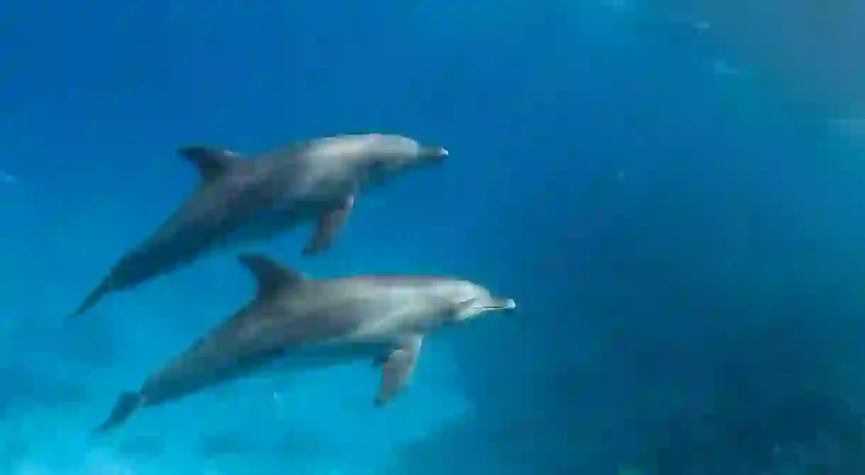 Wild dolphins underwater