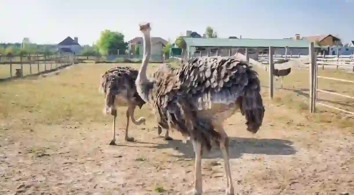 Ostrich birds on ostrich farm countryside