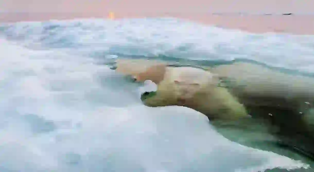 Paul Souders, The Ice Bear photographed in Churchill, Manitoba, Canada