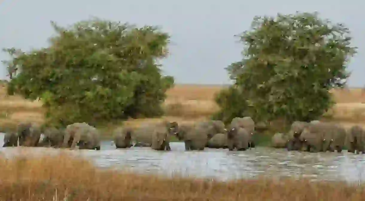 Elephants at Waza Park